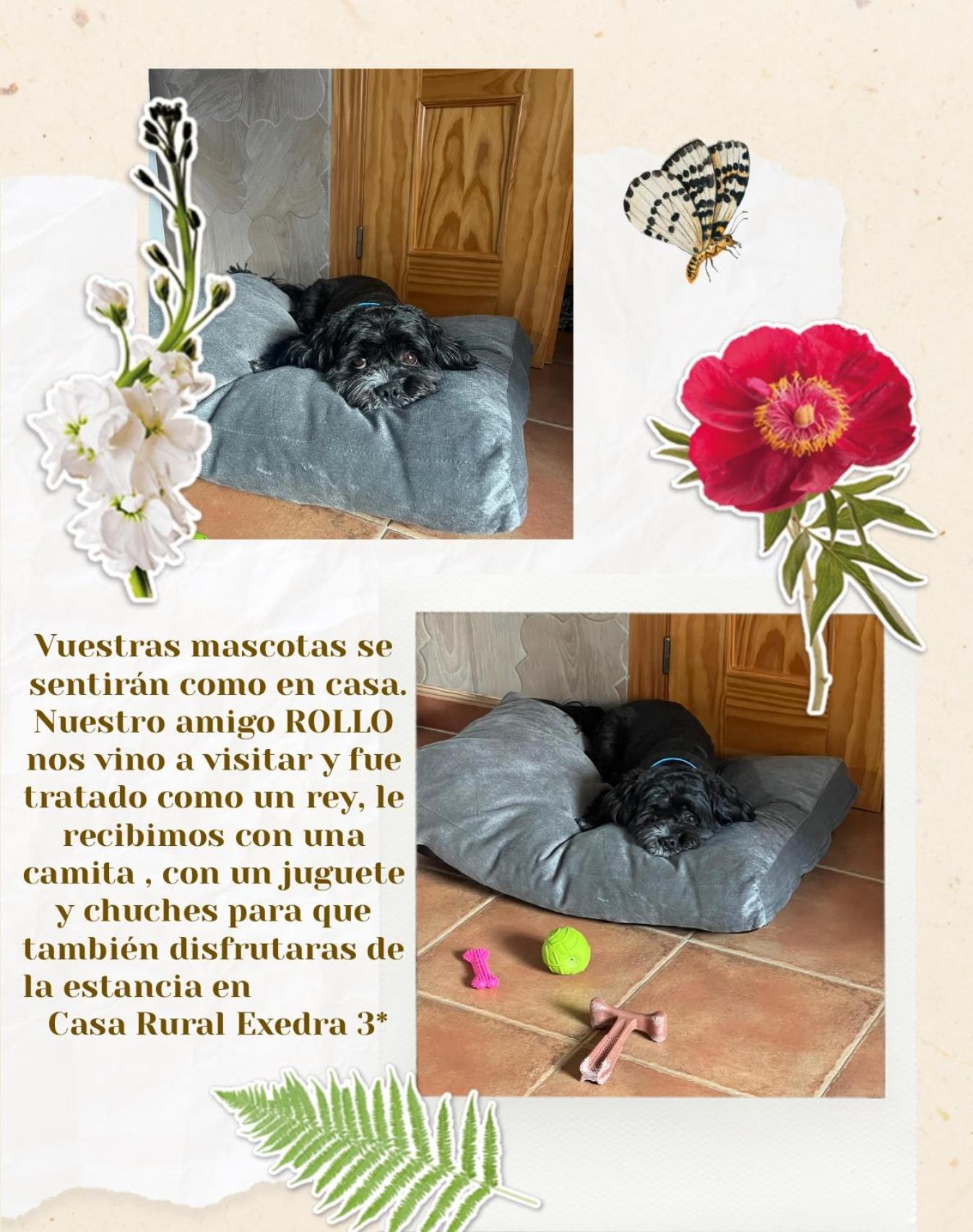 Casa Rural Exedra 3 Estrellas Carcaboso 외부 사진